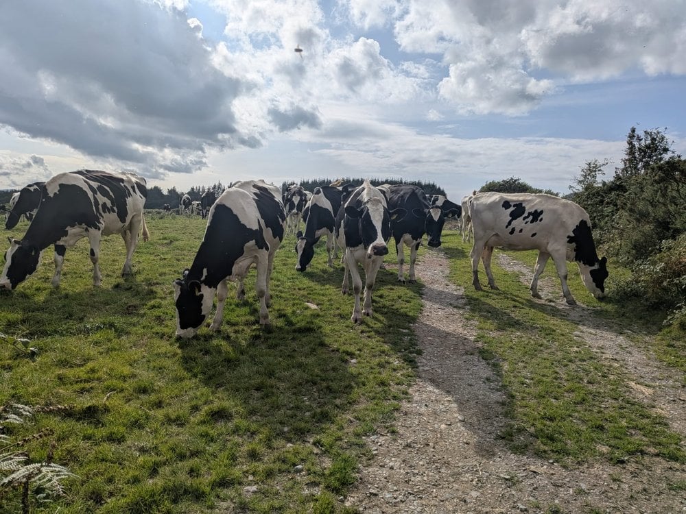 An image of a herd of cows grazing on the Welsh country side, the sky is cloudy with the sun shining through.