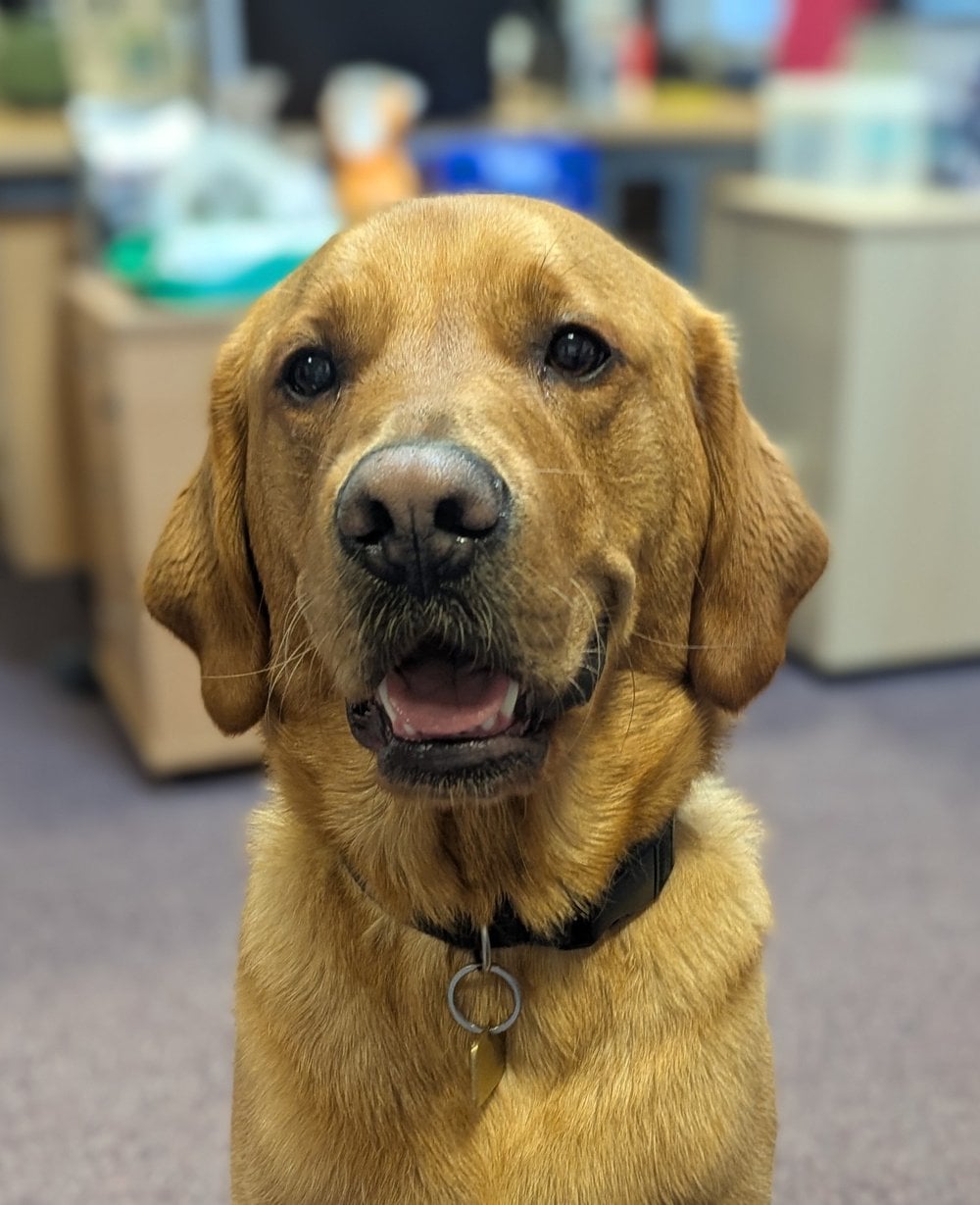 Jayson sits for a photo and poses smiling at the camera. He's a ginger Labrador Retriever mix, with big brown eyes and a happy smile.
