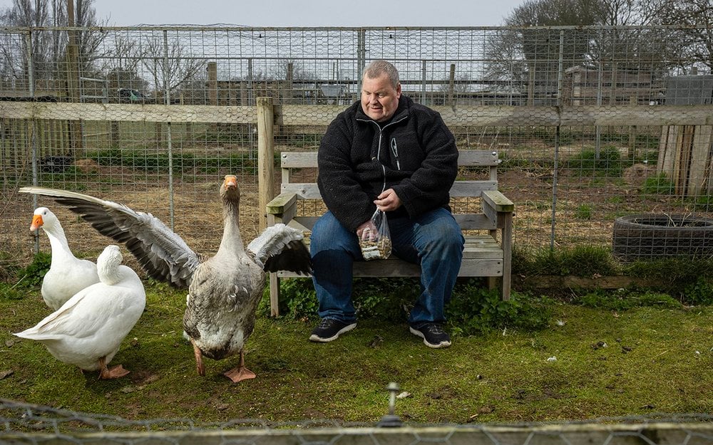 Mike, a man in his mid-fifties with fair skin and very short greying hair, sitting on a wooden bench at his “Inclusive Farm”. He’s dressed in a dark zip-up fleece jacket, jeans, and trainers, holding a clear bag of feed on his lap. His expression is joyful and engaged, as he interacts with a group of geese gathered closely around him. The two white geese and large grey-speckled goose stand near him. The goose spreads its wings in mid-motion, perhaps in anticipation of being fed. Mike’s face looks toward them with a smile, creating a playful and tender moment that captures the mutual curiosity between human and animal. Behind Mike is a fenced-in area of rustic wooden posts, and grassy ground scattered with patches of earth illustrating a laid-back, hands-on environment – a sanctuary, or therapeutic farm space. The overcast sky and bare trees hint that it is early spring. This candid portrait captures everyday connection, care, and the therapeutic simplicity of time spent with animals.