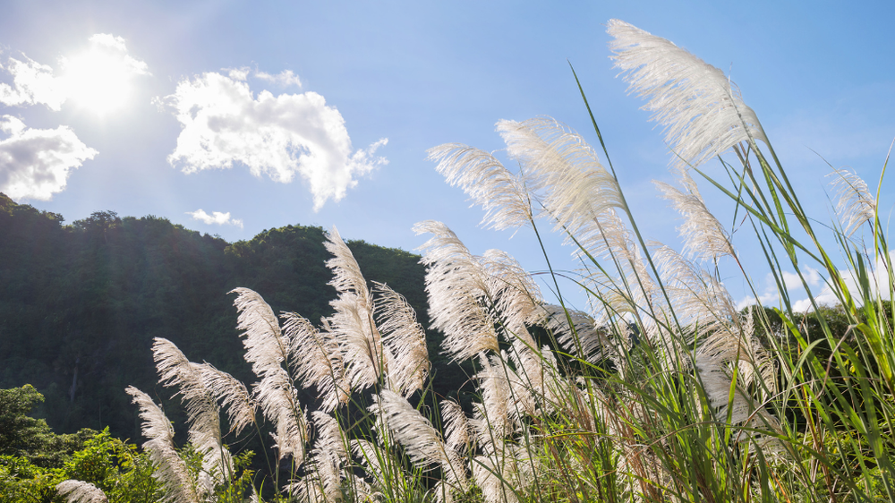 An image of long green grass and plants against a sunny blue sky and trees in the background.